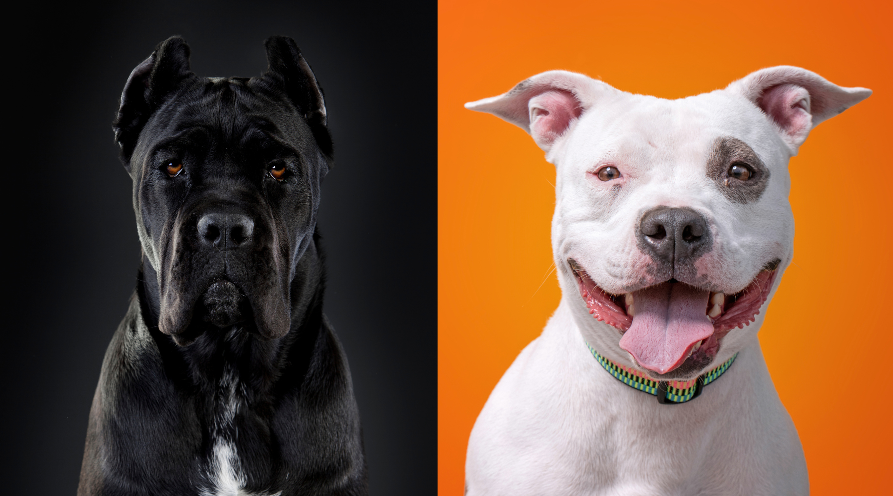 Cane Corso vs. Pitbull – Which Breed Is Right for You? – SPARK PAWS