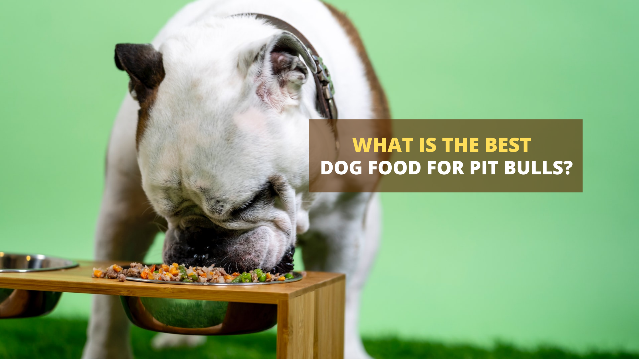 dog food by purina Pro Plan Complete Essentials Adult Shredded Blend Salmon & Rice Dry Dog Food 5 lb