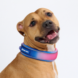 Snow Cone Collar||size:C,D,E
