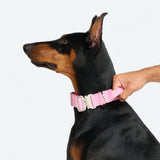 Set collare comfort control - Rosa