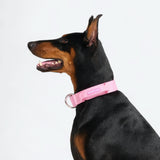 Set collare comfort control - Rosa