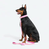 Set collare comfort control - Rosa