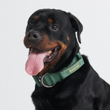 Collare tattico per cani - Verde Militare