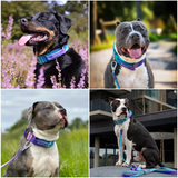 Collare tattico per cani - 90s Retro