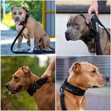 Collare tattico per cani - Nero