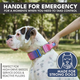 Snow Cone Collar||size:XS,S,M,L