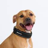 Black Collar||size:C,D,E