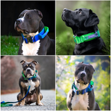 Collare tattico per cani - Lime Wave