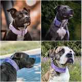 Collare tattico per cani - Lilla