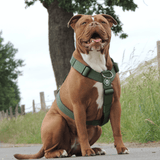 Pettorina per cani Comfort Control No-Pull - Verde