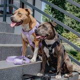 Pettorina per cani Comfort Control No-Pull - Nera