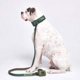 Set di collari tattici per cani - Verde Militare