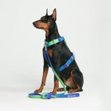 Set di imbracatura per cani Comfort Control No-Pull - Lime Wave