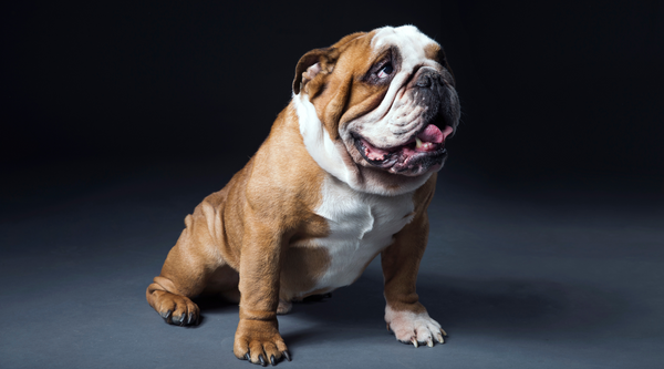 How To Find The Best Bulldog Harness