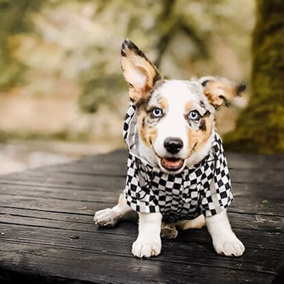 Must-Have Pieces for Your Dog This Winter & Fall