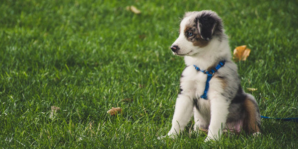 How To Prepare For A Puppy - Your Complete Guide