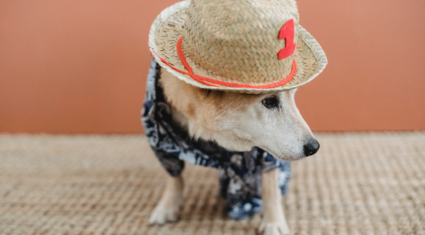 Cozy Dog Fashion Trends for Dogs 2023