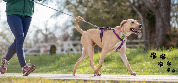 Best Dog Harness for Running: A Guide for Active Dog Owners