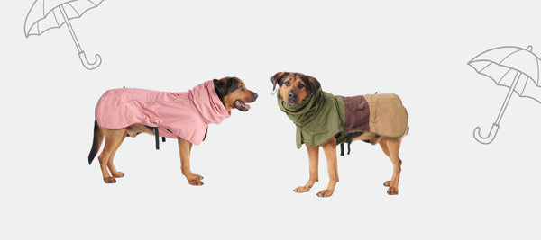 Choosing the Best Dog Raincoats