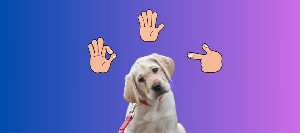 Dog Training Hand Signals: Essential Visual Command Guide – SPARK PAWS