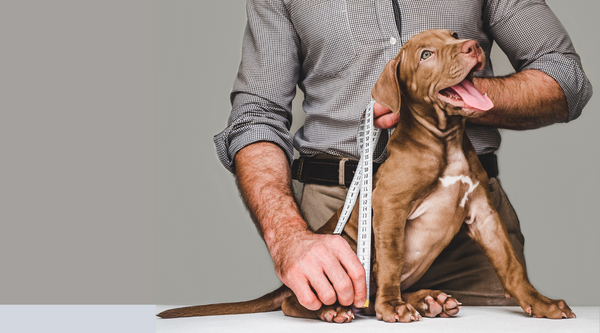 How To Measure A Dog For Clothes in 5 Easy Steps