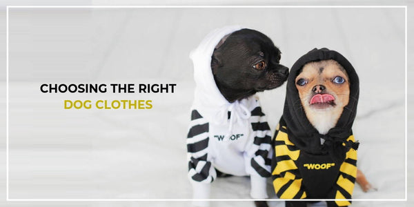 5 Things To Consider When Choosing Dog Clothes For Your Pup