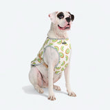 Gilet rinfrescante per cani - Kiwi