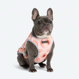 Gilet rinfrescante per cani - Pesche