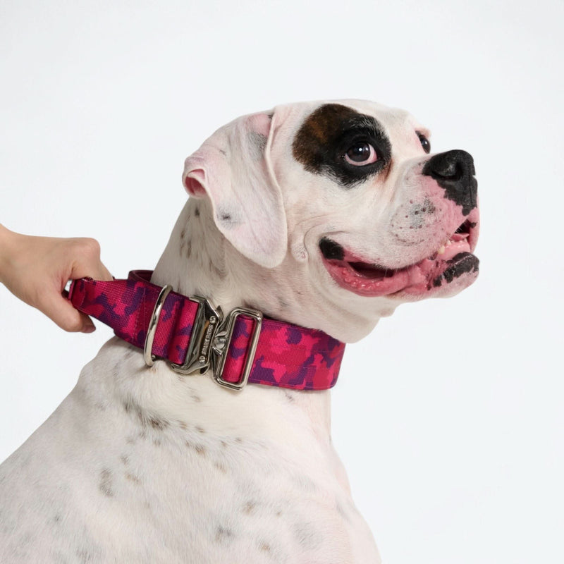 Set collare comfort control - Camo Fucsia