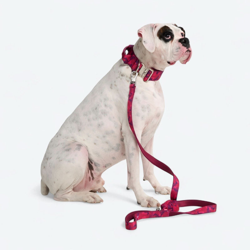 Set collare comfort control - Camo Fucsia