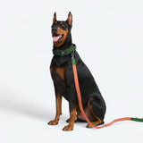 Collare comfort control - Verde Arancione