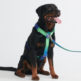 Set di imbracatura per cani Comfort Control No-Pull - Lime Wave