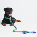 Set di imbracatura per cani Comfort Control No-Pull - Lime Wave