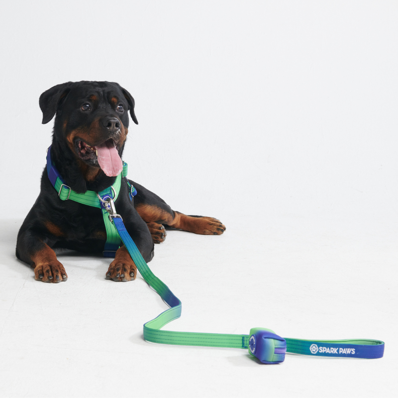 Set di imbracatura per cani Comfort Control No-Pull - Lime Wave