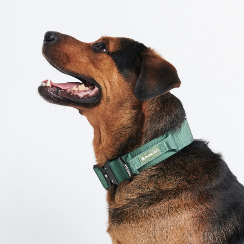 Collare tattico per cani - Verde Militare