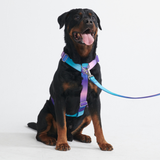 Set di imbracatura per cani Comfort Control No-Pull - 90s Retro