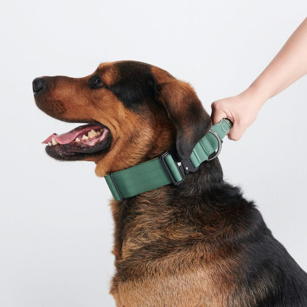 Set di collari tattici per cani - Verde Militare