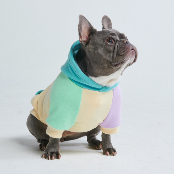 Maglione per Cani - Costiero