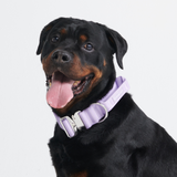 Collare tattico per cani - Lilla