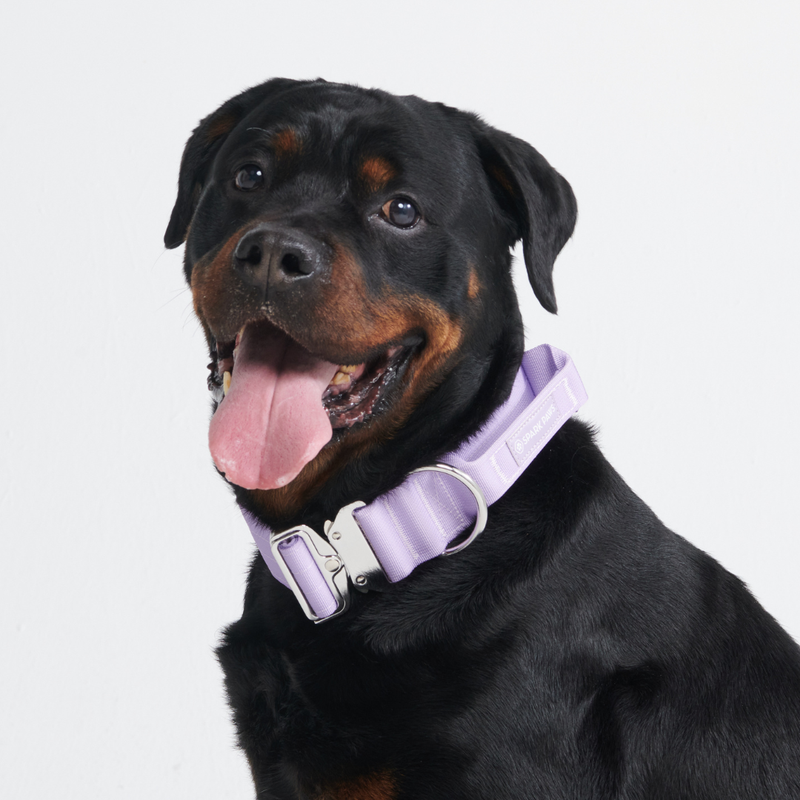 Collare tattico per cani - Lilla