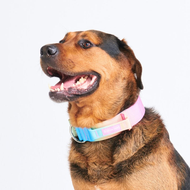 Collare tattico per cani - Glassa Pastello