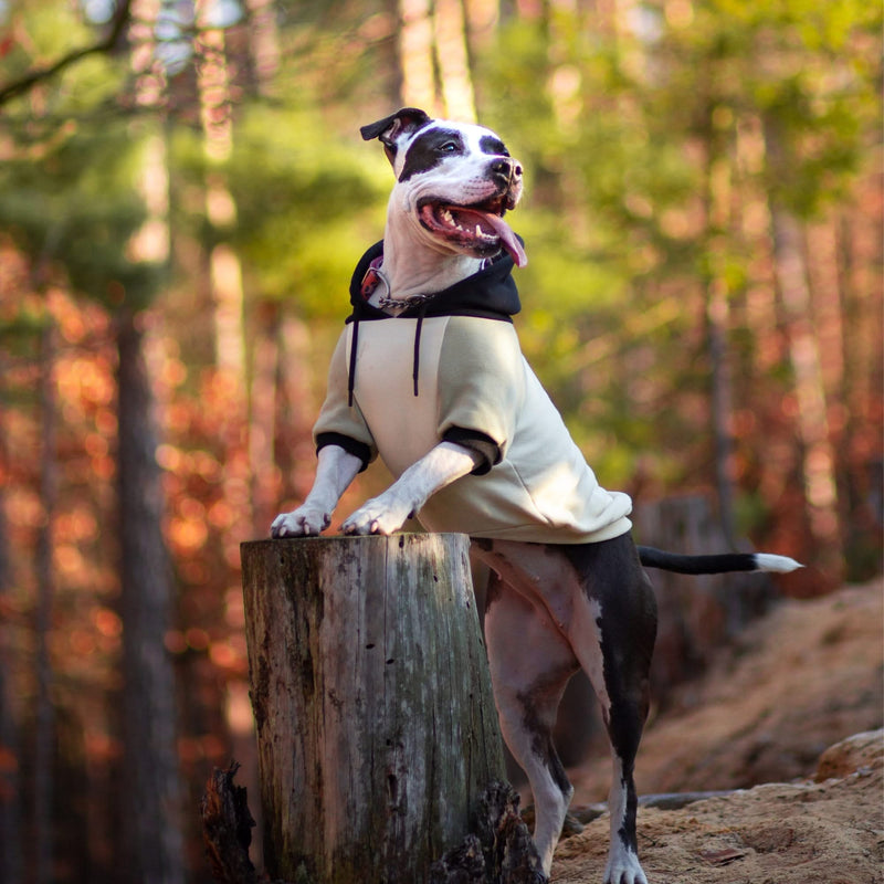 Maglione per Cani - Crema d'oliva