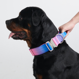 Set di collari tattici per cani - Cono di Neve