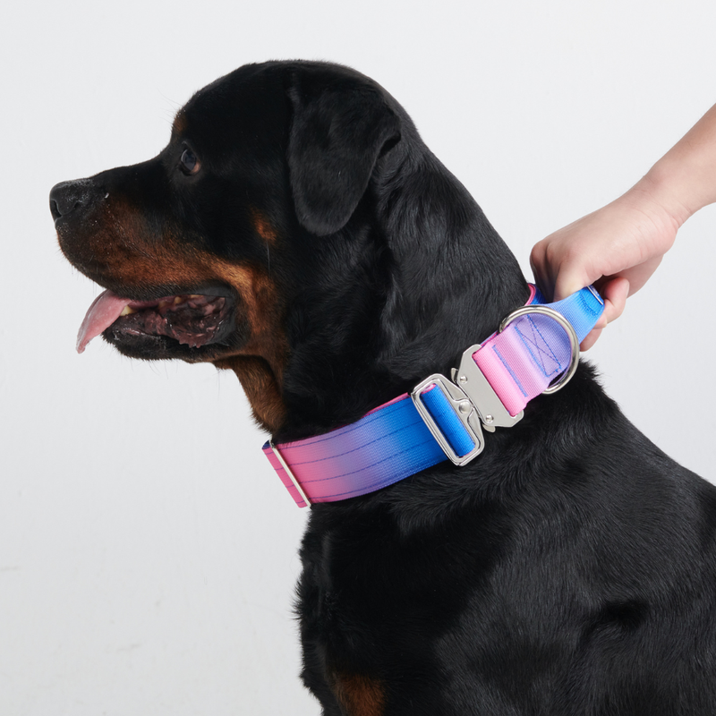 Set di collari tattici per cani - Cono di Neve