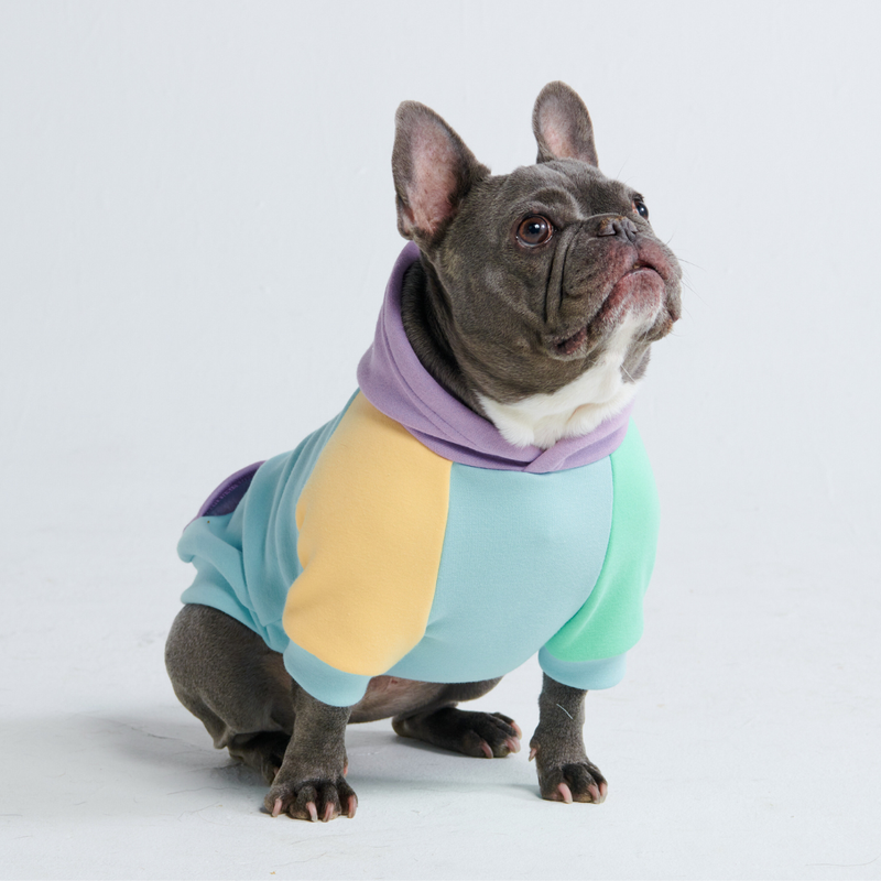 Maglione per Cani - Daydream