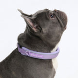 Lilac Martingale Collar||size:A,B