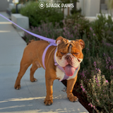 Lilac Harness||size:S,M,L