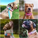 Collare tattico per cani - Glassa Pastello