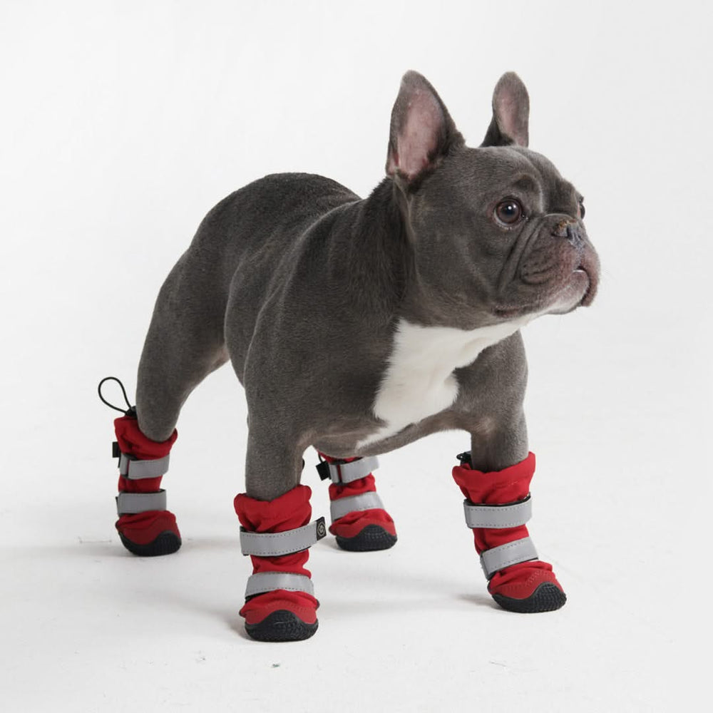 Scarpe per bulldog francese 2025