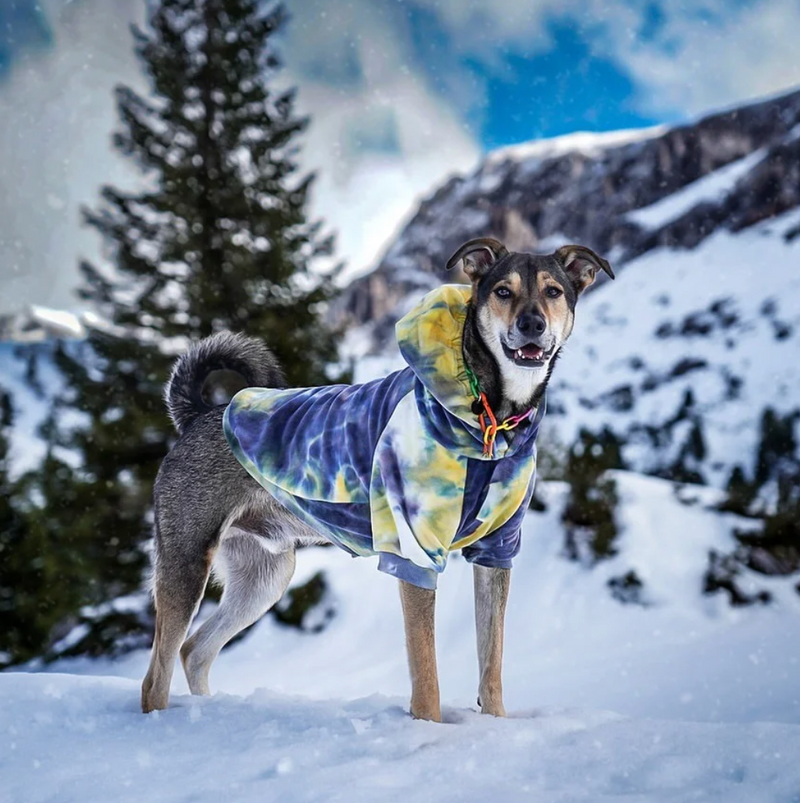 Maglione in Velluto per Cani - Nova